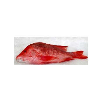 Whole fish emperor red snapper