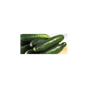 Cucumber
